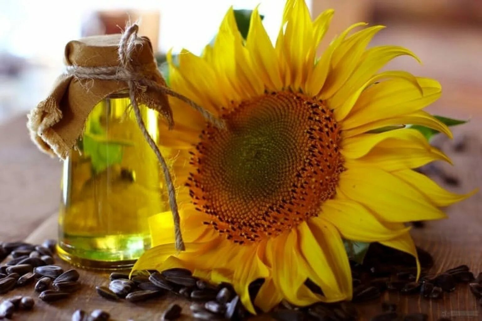 Семечки подсолнуха масло. Helianthus annuus (Sunflower) Seed Oil. Подсолнух семечки масло. Подсолнечное масло и подсолнух. Подсолнухи маслом.