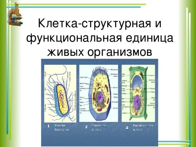 Клетка функциональная единица живого. Клетка структурная и функциональная единица живого. Клетка структурная и функциональная единица всех живых организмов. Клетка-основная структура и функциональная единица живого организма..