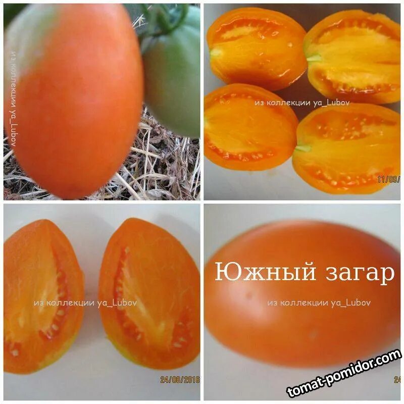 Сколько держится южный загар. Северный и южный загар. южный загар. томат южный загар сибирский сад. отличие южного загара от северного.
