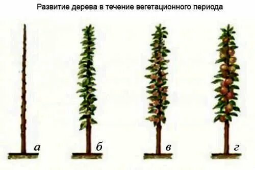 Обрезка колоновидной яблони весной. Колоновидные яблони обрезка весной. Колоновидная яблоня саженец. Колоновидные яблони схема обрезки.