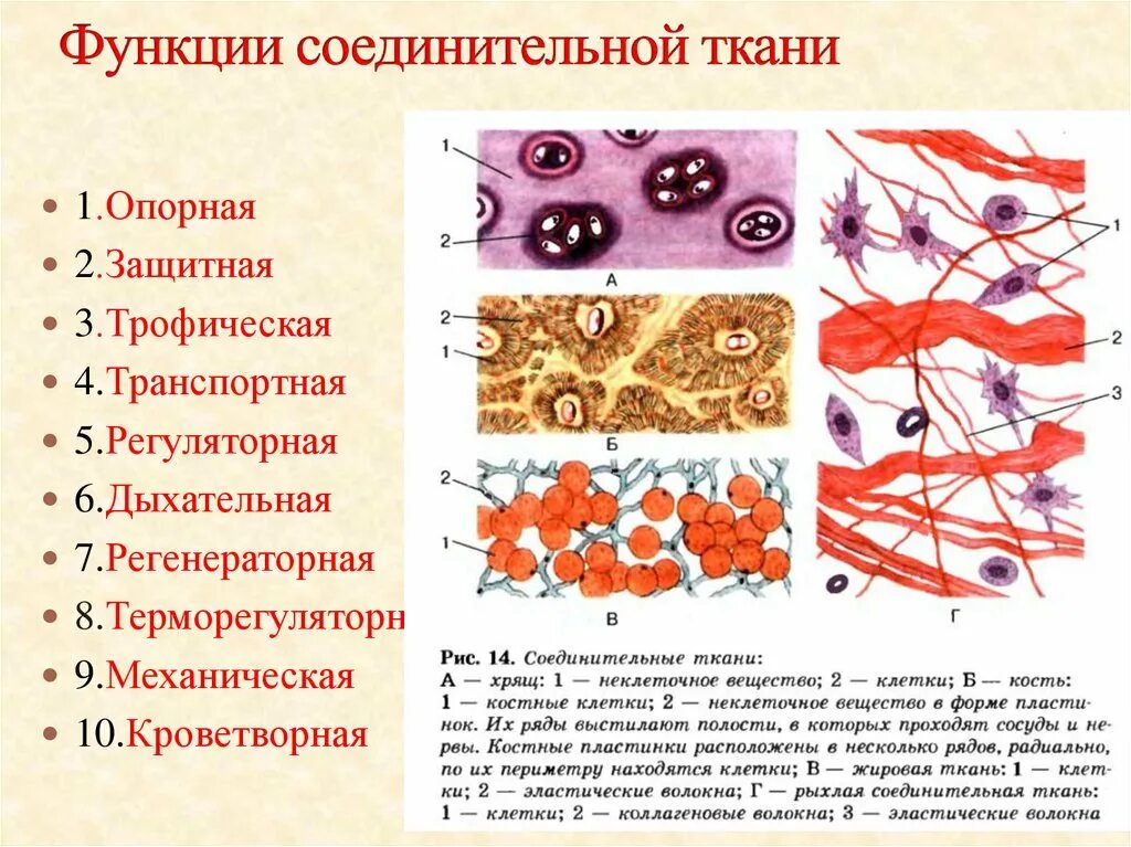 Ткань выполняющая опорную функцию организма. Соединительная ткань функции соединительная ткань функции. Строение и функции клеток соединительной ткани таблица. Строение соединительной ткани 8 класс биология. Функции соединительной ткани гистология.