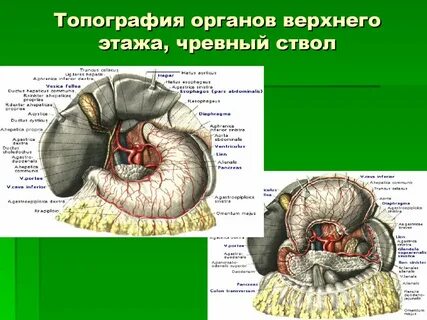 Печеночную и преджелудочную сумки разделяет