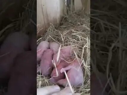Крольчиха рвет пух