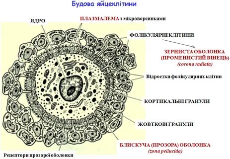 Лучистый венец яйцеклетки