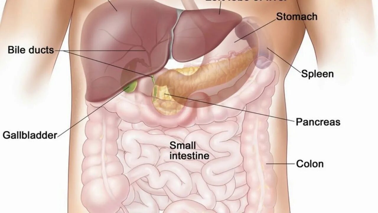 С какой стороны печень у человека. Селезенка расположение. Анатомия человека селезенка и поджелудочная железа. Поджелудочная железа и желчный пузырь одно и тоже.