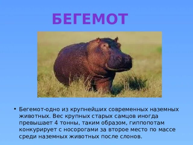 Обыкновенный бегемот африки. Нильский бегемот. Бегемот одно из крупнейших современных наземных животных. Животные африки бегемот. Бегемот одно из крупнейших современных наземных животных вес крупных.