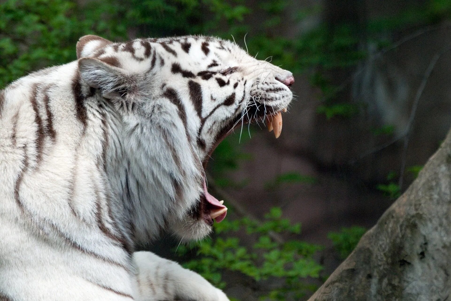Живут белые тигры. Амурский тигр белый. Белый тигр и бенгальский тигр. Белый тигр животное. Белый Тигренок.