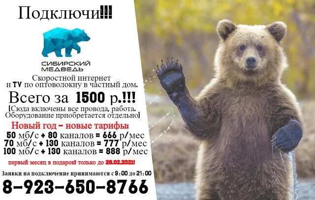 Сибирский медведь горно-алтайск. Интернет-провайдер сибирский медведь. Сибирский медведь ижевск тарифы. Сибирский медведь провайдер. Сибирский медведь провайдер.