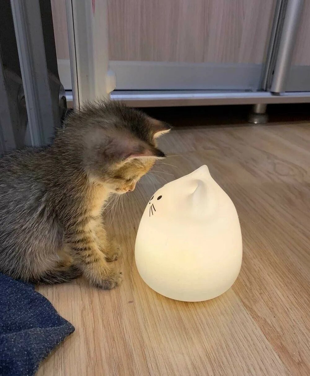 Кот и лампочка. Котик с лампой. Смешной кот. Гляделки с котом. Неплохо поешь