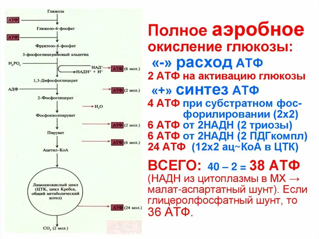 Пвк сколько атф. Аэробный путь окисления Глюкозы биохимия реакции. Основные стадии аэробного окисления Глюкозы. Второй этап аэробного окисления Глюкозы. Схема полного окисления д Глюкозы.