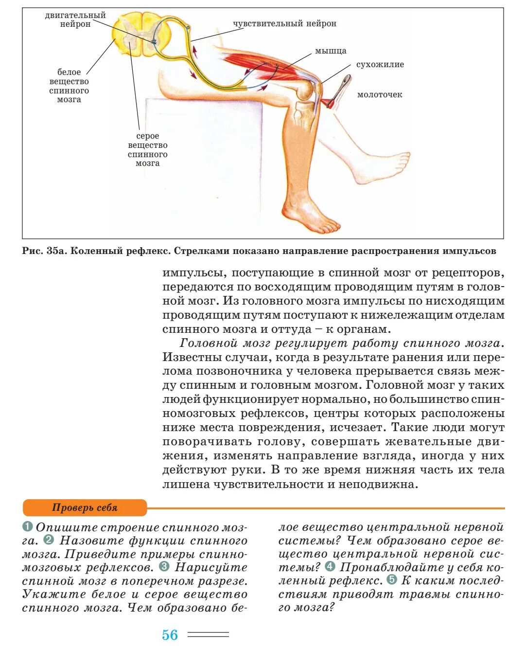 Рефлексы спинного мозга коленный рефлекс. Спинной мозг и схема коленного рефлекса. Рефлекс нервная система. Коленный рефлекс и головной мозг.