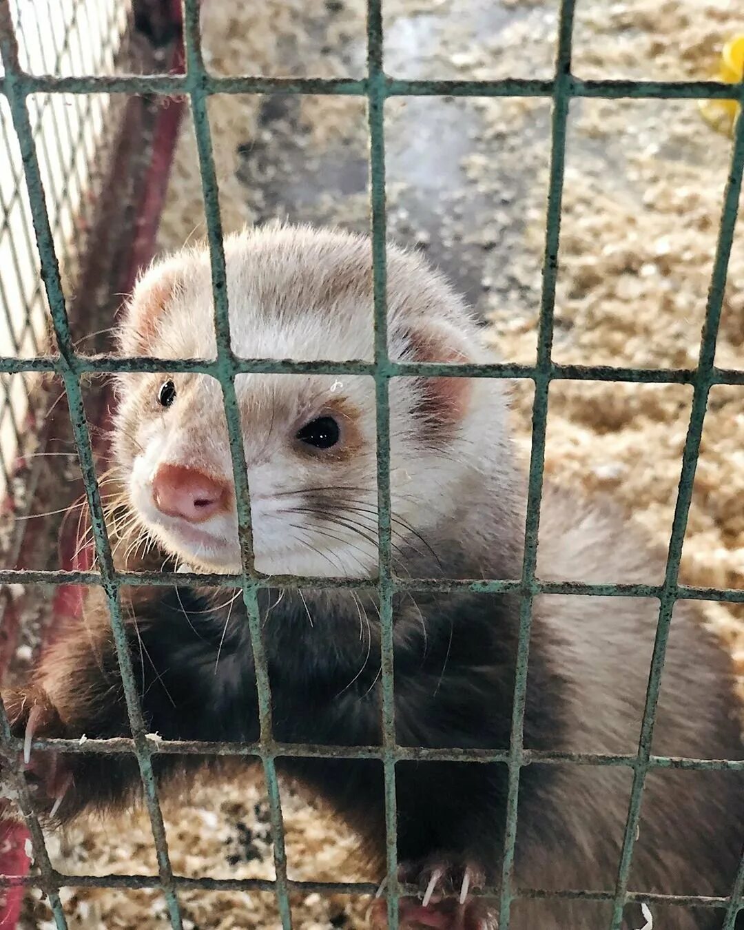 Передвижной зоопарк. Медведь в этнографическом музее улан-удэ. Зоопарк в улан удэ. Зоопарк «садгород» г. Зоопарк в улан удэ.