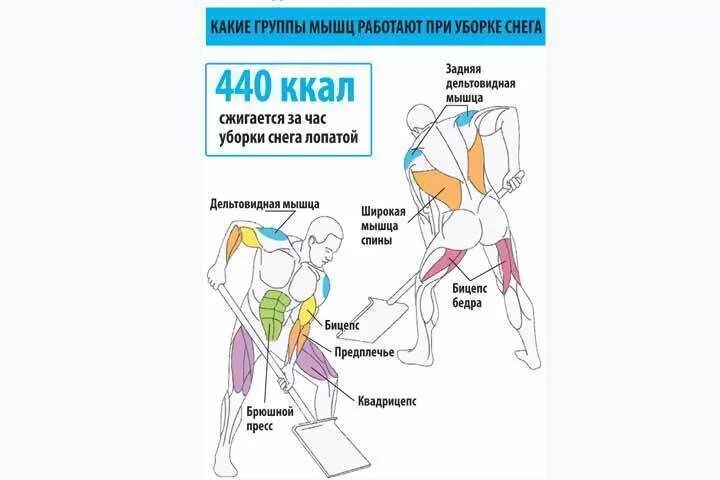 Мышцы работающие при ударе. Мышцы работающие при уборке снега лопатой. мышцы задействованные при чистке снега. какие мышцы работают при уборке снега. группы мышц при уборке снега лопатой.