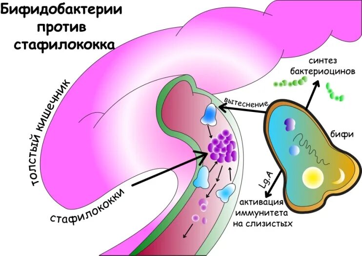 Бактерии простаты. Бифидобактерии Синтез. Пробиотики против золотистого стафилококка. Лучшие метабиотики против стафилококка. +Пробиотик против Staphylococcus aureus.