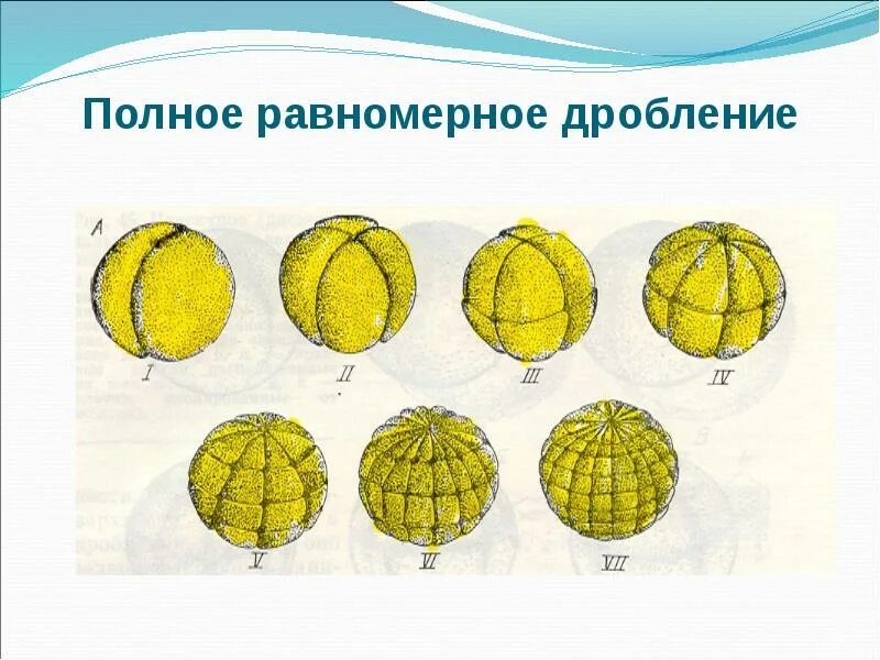 Равномерное синхронное. Равномерное синхронное. Полное равномерное синхронное дробление. Дробление зиготы человека полное неравномерное асинхронное. Характеристика процесса дробления у человека.