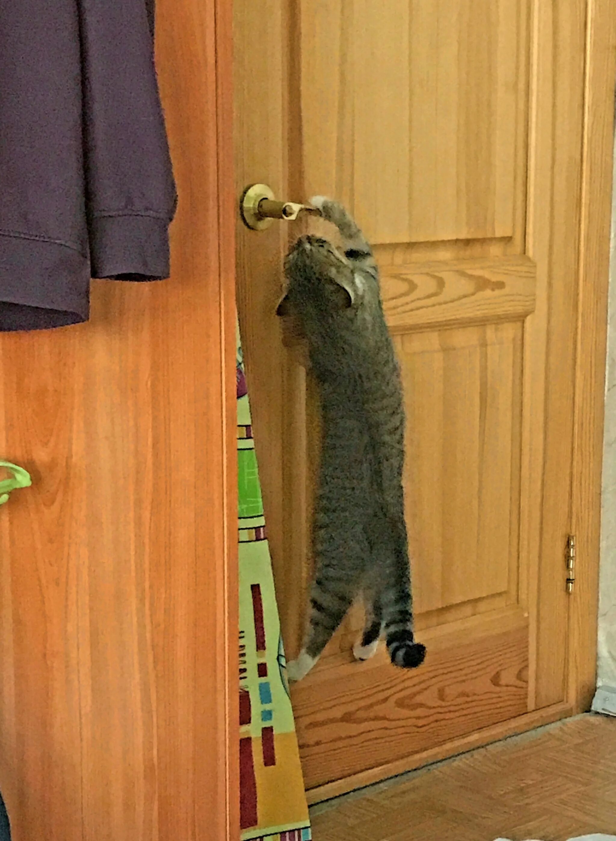 Котик в дверях. Дверь для кота. Японские двери. Смешные двери. Деревенские коты.