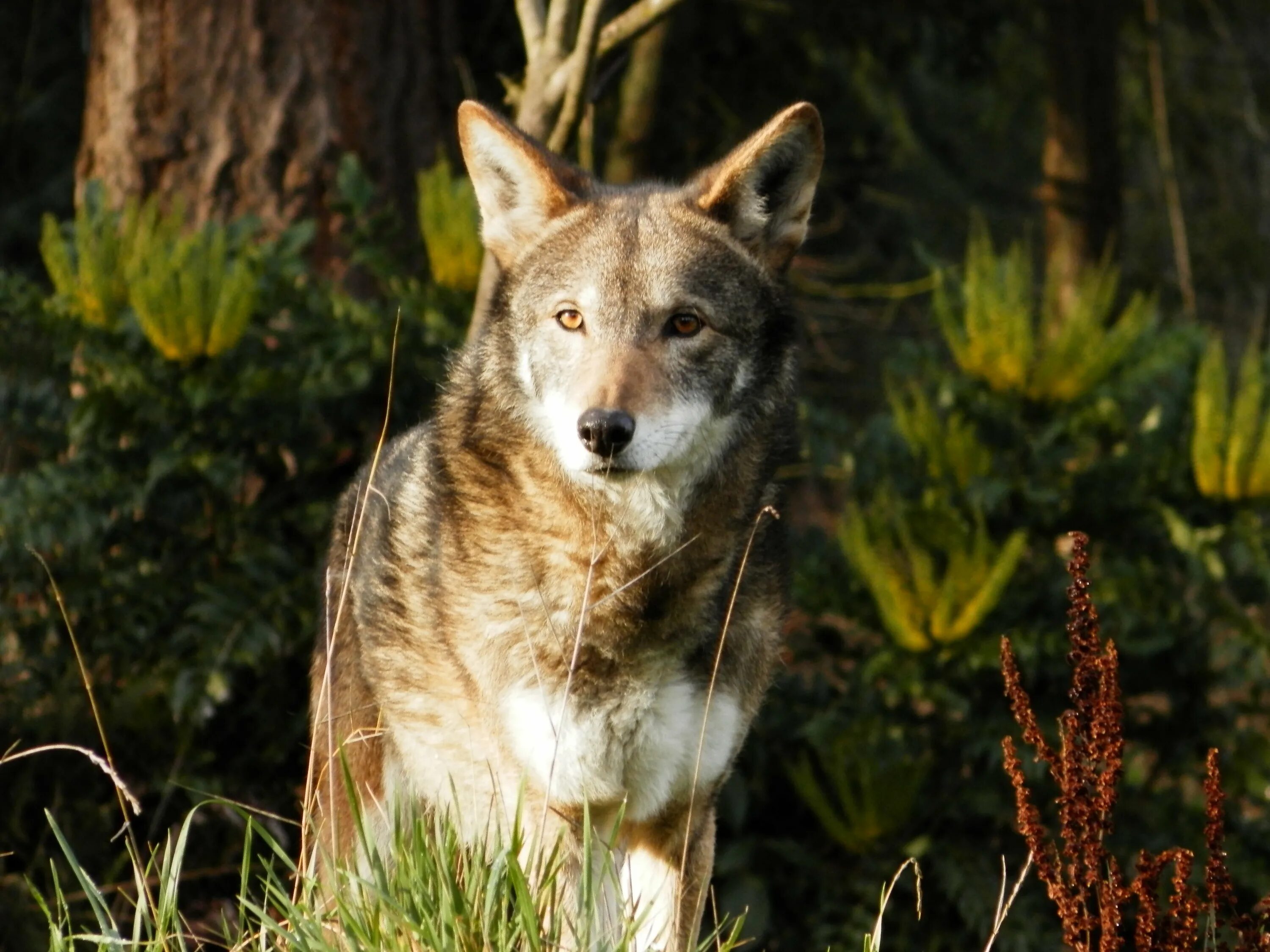Ред вольф. Макензийский Тундровый волк. Рыжий волк canis Rufus. Красный волк (canis Rufus). Заповедник Брянский лес волк.