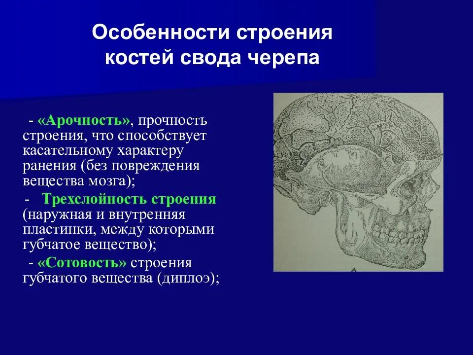 Диплоэ костей свода черепа. Особенности костей свода черепа. Строение костей свода черепа. Наружная и внутренняя пластинки свода черепа. Свод головного мозга