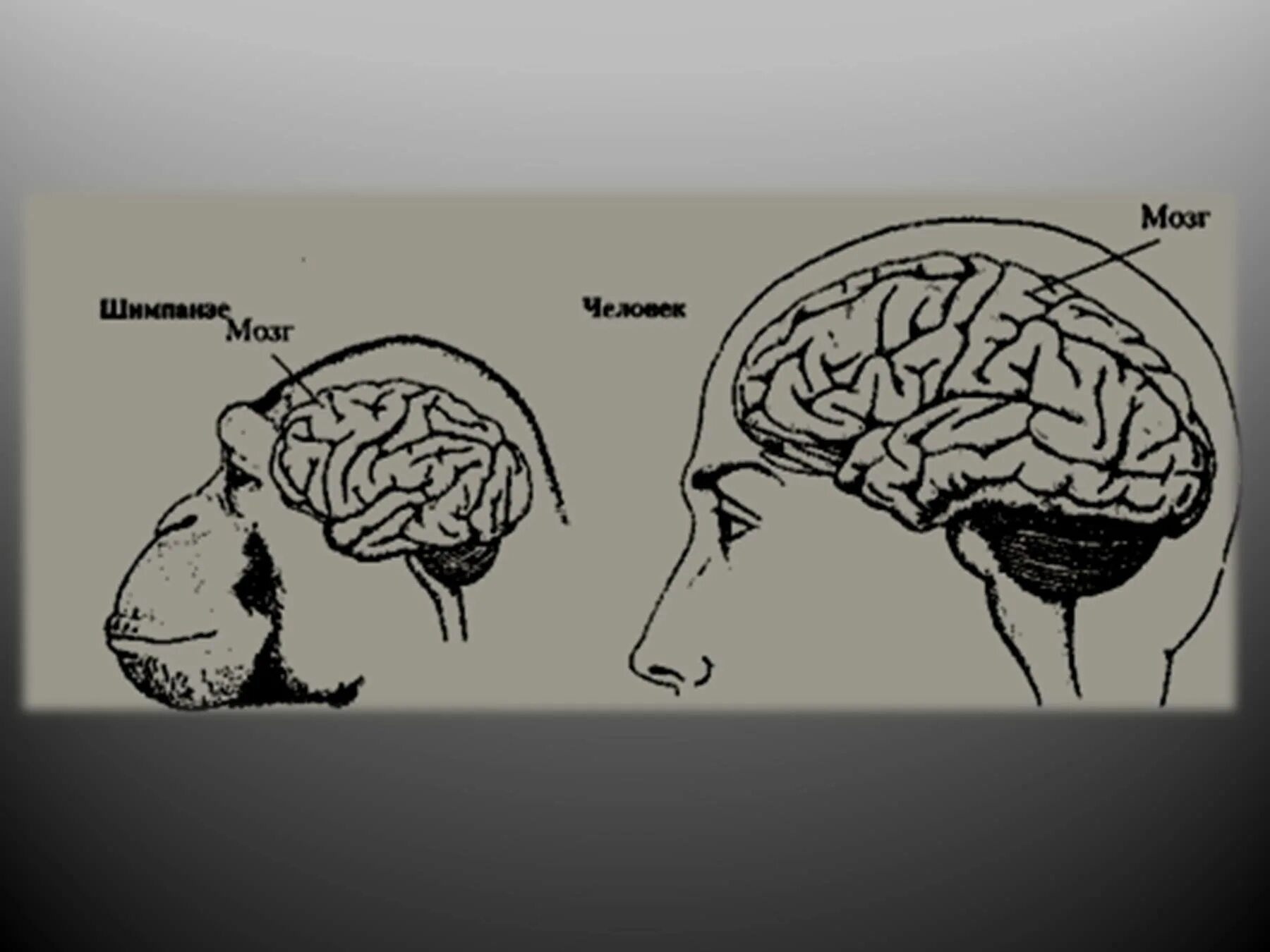 Размер мозга увеличивается. Строение мозга гориллы. Мозг приматов. Мозг человека и мозг шимпанзе. Объем мозга приматов.
