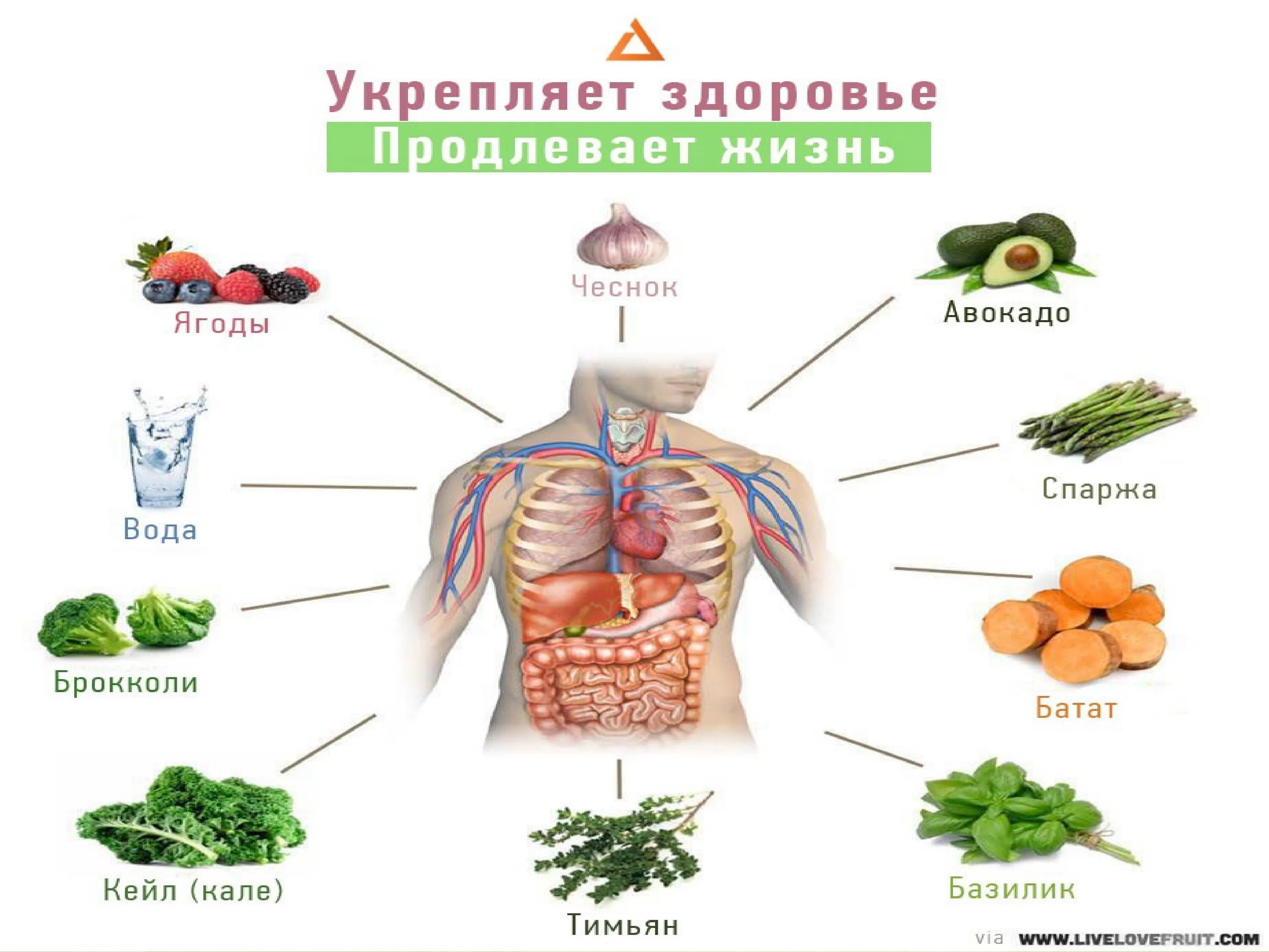 Основные понятия ЗОЖ. Основные понятия о здоровье и здоровом образе жизни ОБЖ. Здоровье и здоровый образ жизни Общие понятия о здоровье. Концепция ЗОЖ. Понятие о здоровье 8 класс обж