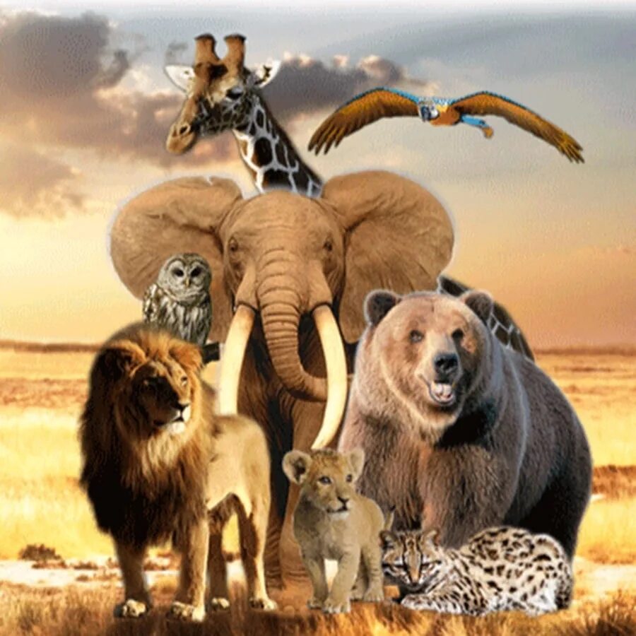 New animal world. Планета животных. Саванна пейзаж. New animal world. Разнообразный мир животных.