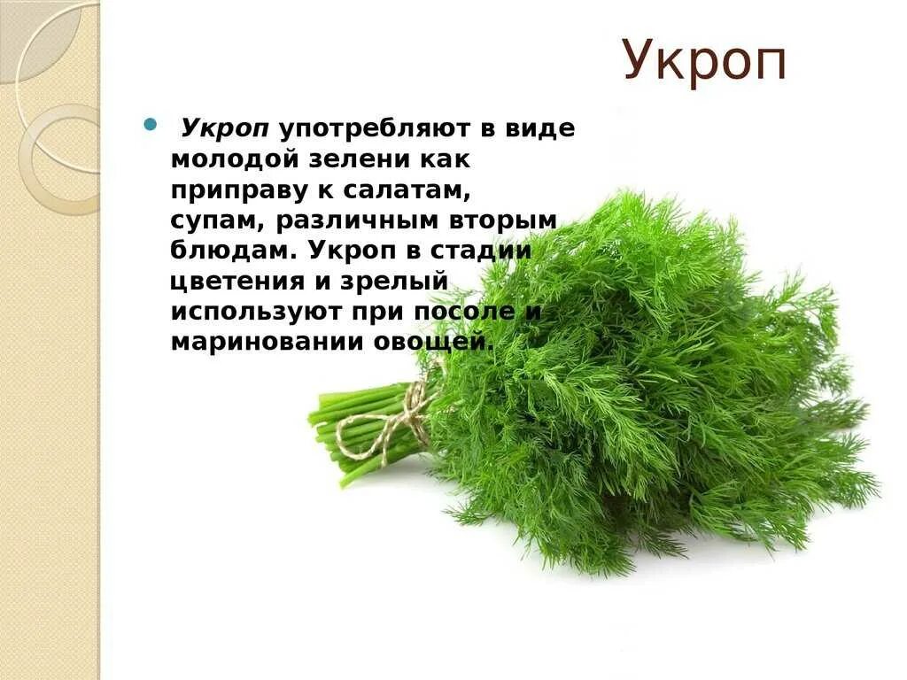 Укроп отвечает. Укроп. Укроп описание для детей. Укроп описание растения. Укроп информация для детей.