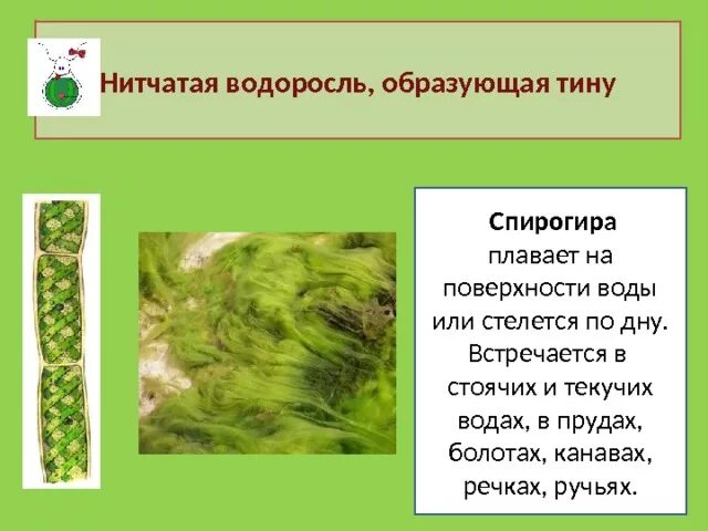 Нитчатые водоросли спирогира. Нитчатая водоросль спирогира.