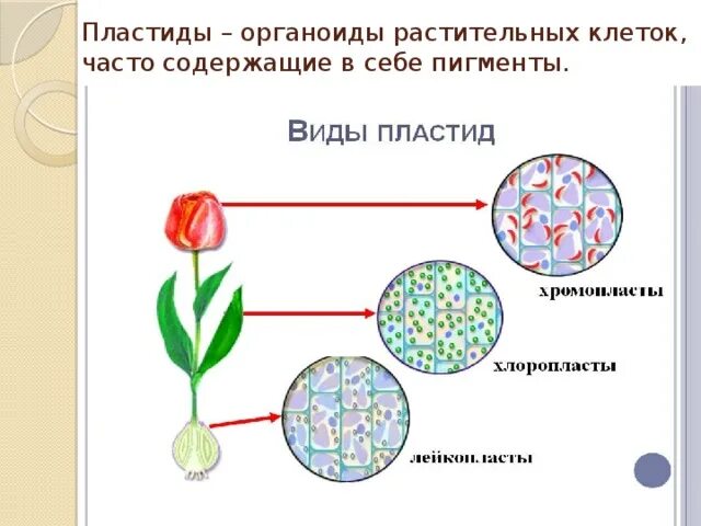 Хлоропласты содержат пигменты. Пластиды органоиды растительных клеток. Пластиды это органоиды характерные для. Рисунок пластиды клетки. Пластиды тюльпан.