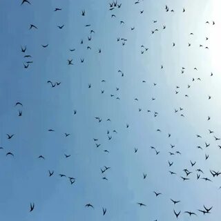 Снег летит как птица