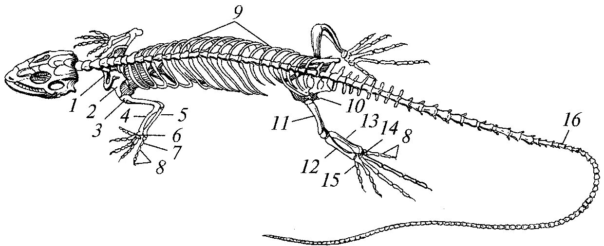 Ящерицы 8 класс биология. Строение скелета пресмыкающихся. Скелет хвостатых амфибий. Строение скелета ящерицы пресмыкающихся. Осевой скелет пресмыкающегося.