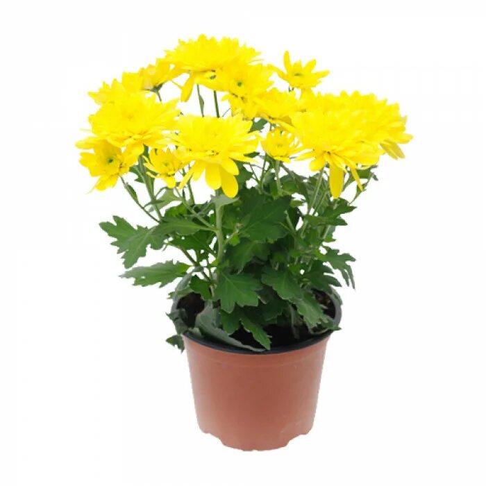 Горшечная Хризантема желтая. Хризантема горшечная. Chrysanthemum cozy горшечная. Хризантема горшечная ANGELEYES jaune.