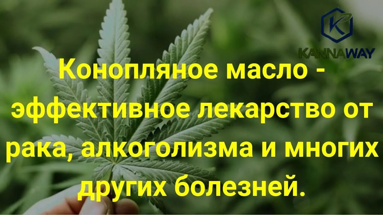 Масло конопли от онкологии. Эффективный таблетки от анаши. Масло из канабиса заблоевнии. Масло лечение рака