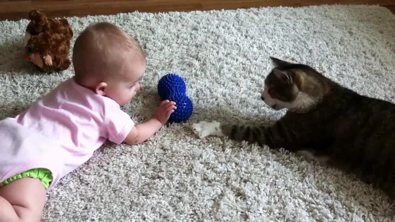 Мой маленький котик игра. Котята видео для детей. Кошки видео для детей 2 года. Детские видео про кошечек и мышечек. Котики смешные видео для детей.