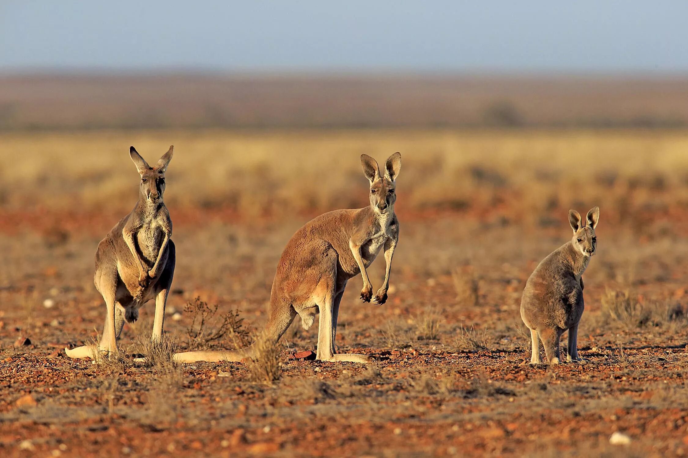 Кенгуру размеры. Тип развития исполинского кенгуру. Кенгуру спереди. Систематика серого кенгуру. Тип развития исполинского кенгуру.