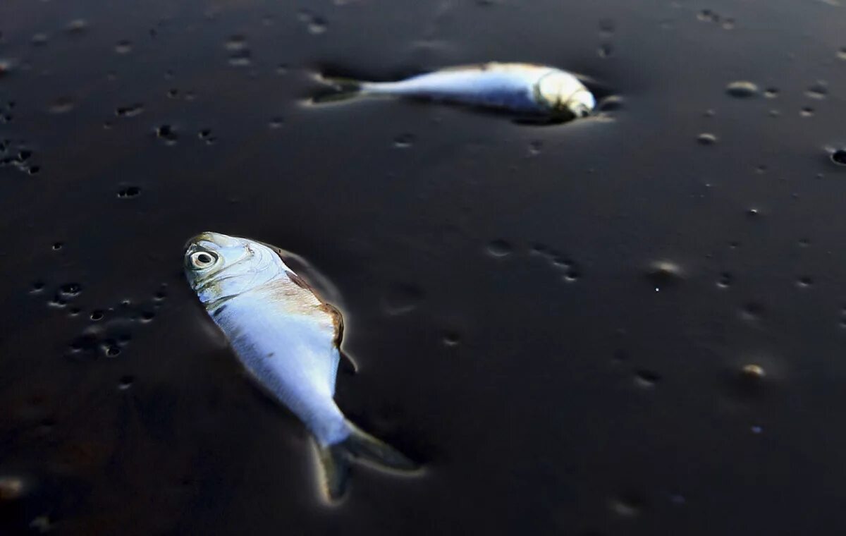 Рыба вред морской