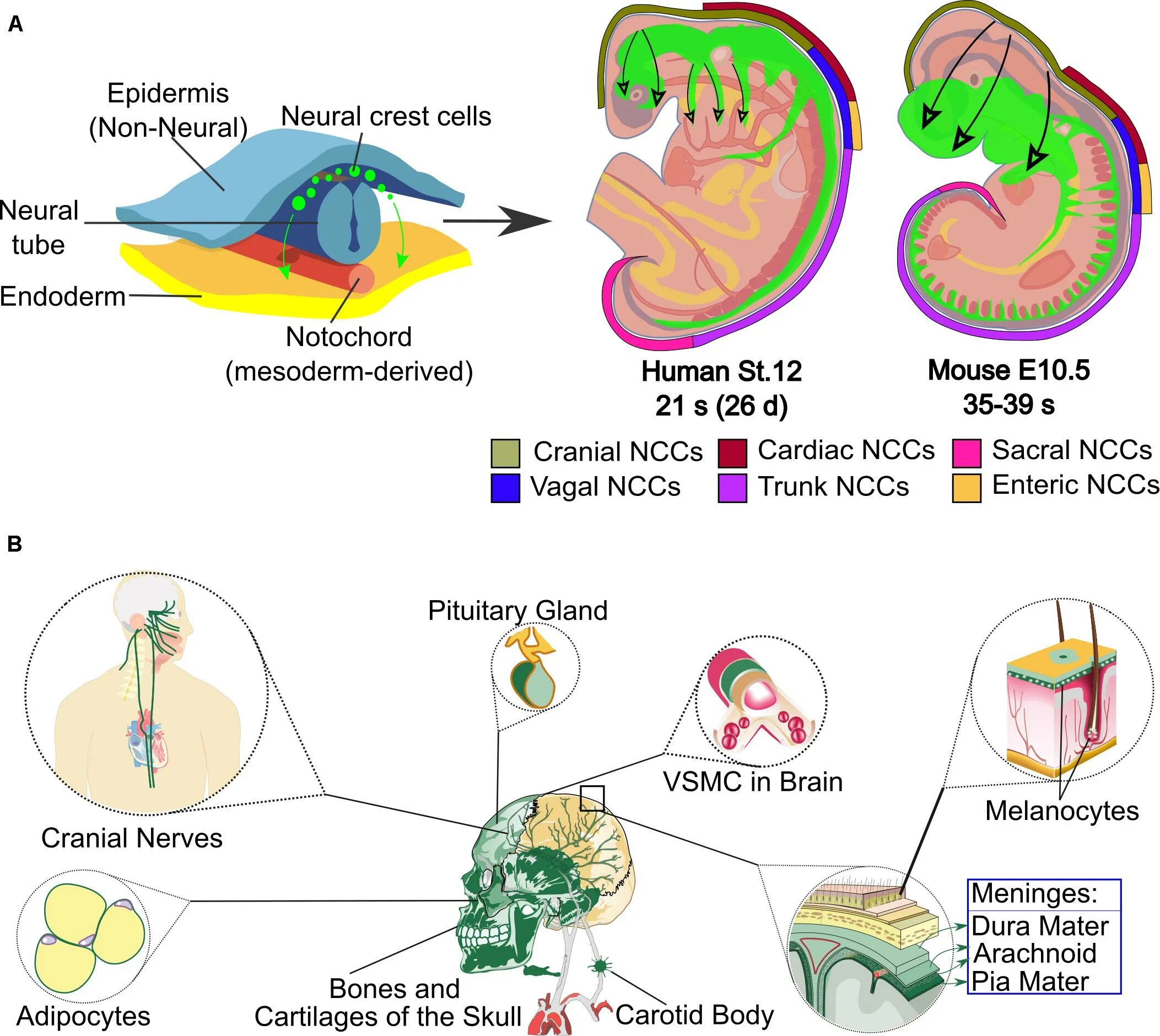 Neural search. Neural crest cells. нейронный перевод. neural ройзман. neural tube differentiation.