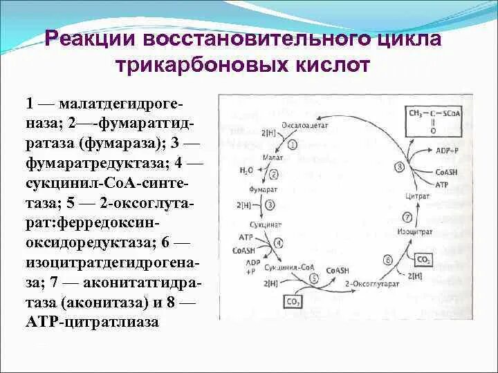 Реакции цикла трикарбоновых кислот. Восстановительный цикл трикарбоновых кислот. цикл трикарбоновых кислот реакции. цтк реакции. фумаратредуктаза.