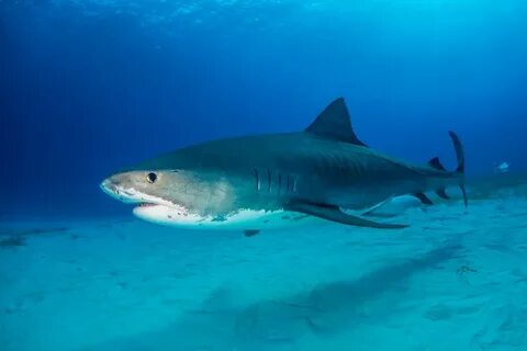 Shark around