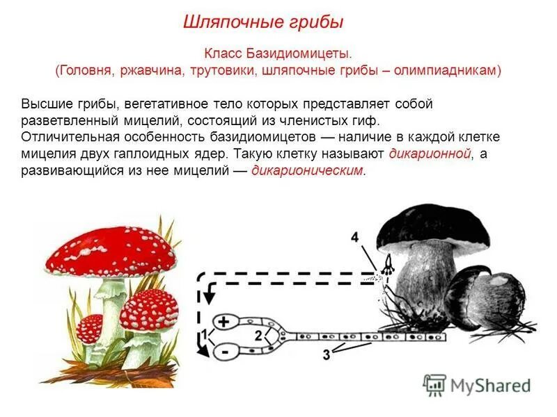 У некоторых грибов нити грибницы представляют собой. Шляпочные грибы базидиомицеты. Базидиомицеты грибы строение. Вегетативное тело гриба. Класс базидиомицеты.