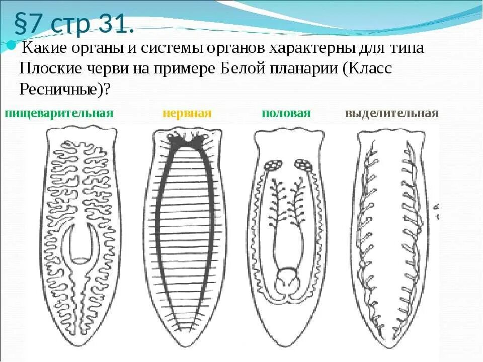 Система ресничных червей. Тип плоские черви турбеллярии. Система органов плоских червей планарии белой. Тип плоские черви внутреннее строение. Нервная система плоских червей планарии.