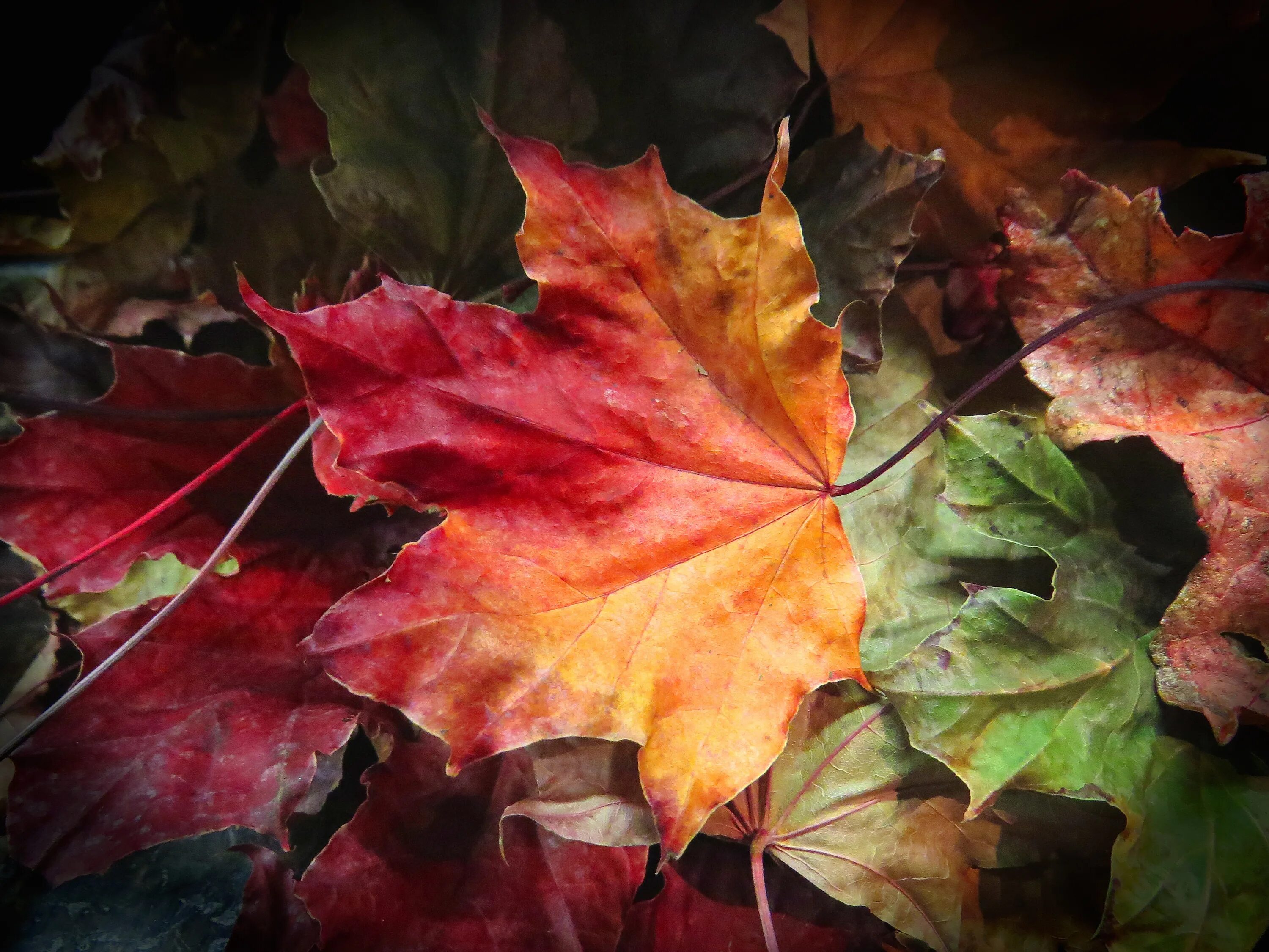 Осенний кленовый лист. Осень листья. Осенние листья клена. Цвета осенних листьев. Клен цвет листьев осенью