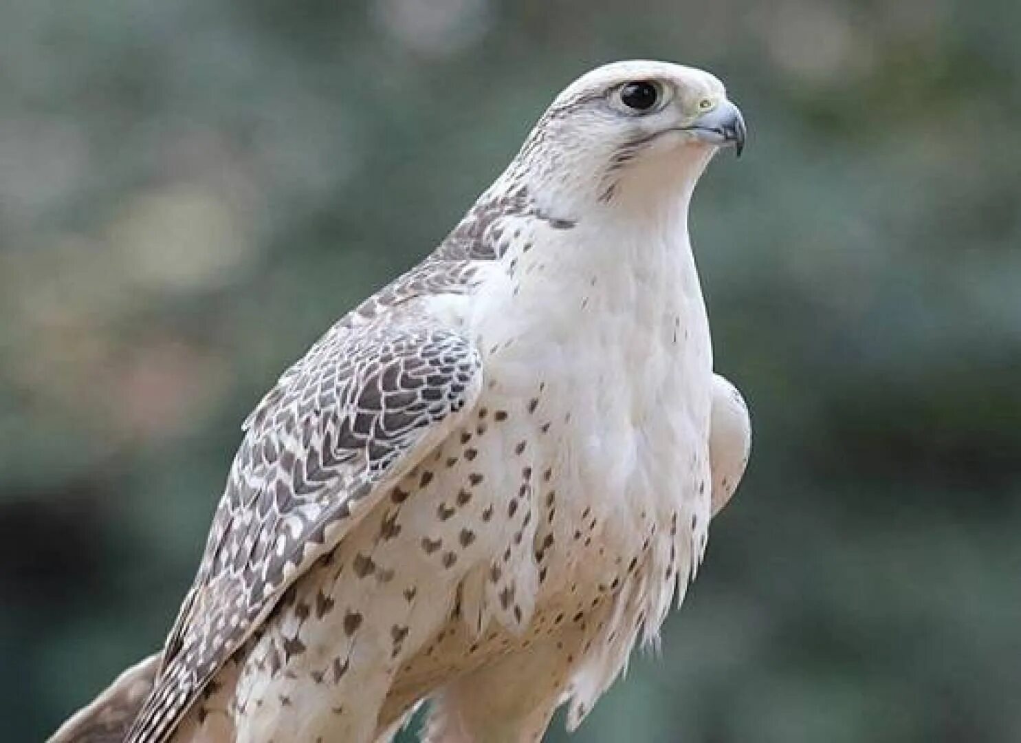 Кре́чет Falco rusticolus. Камчатский Сокол Кречет. Кречет в тундре. Кречет - Falco rusticolus Linnaeus. Хищные птицы серого цвета