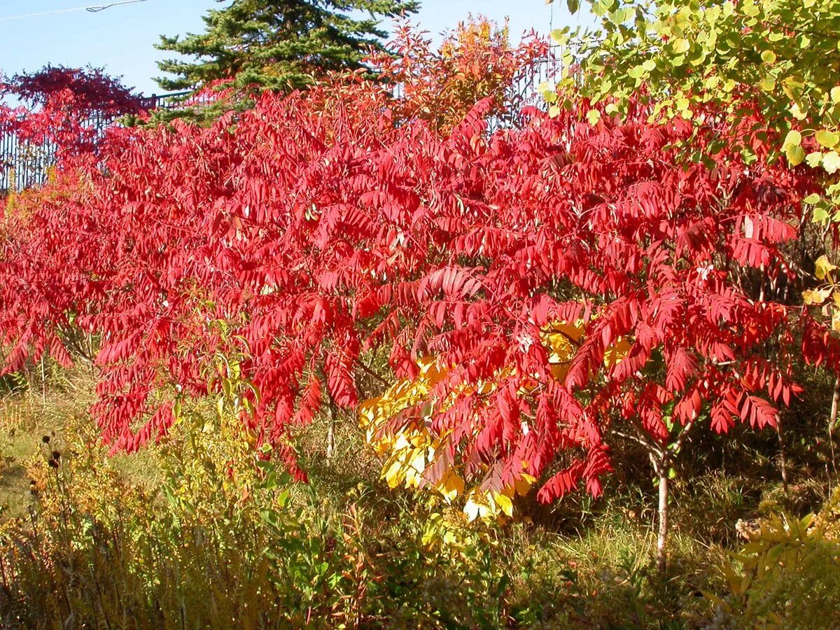 Сумах уксусное дерево. Сумах пушистый оленерогий уксусное дерево. Rhus coriaria. Сумах оленерогий дерево. Сумах пушистый оленерогий уксусное дерево.