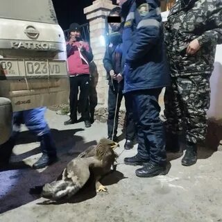 Отстрел хищников