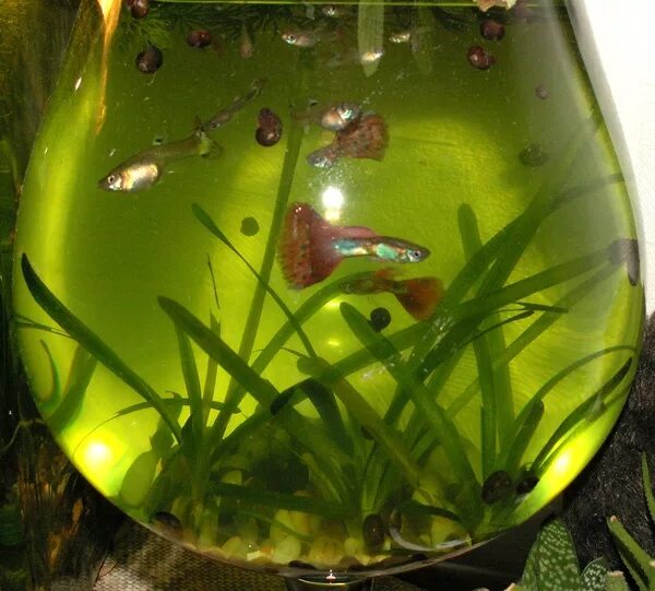 Моллинезия рыбки мальки. Гуппи рыбки мальки. Маленький аквариум для мальков. Мальки гурами. Почему мальки в аквариуме.