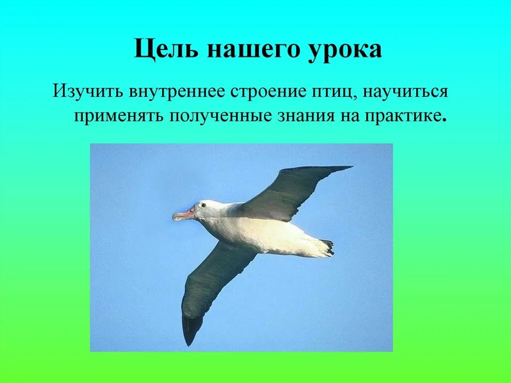 Особенности строения и жизнедеятельности птиц 8 класс. Жизнедеятельность птиц. Особенности жизнедеятельности птиц. Процессы жизнедеятельности птиц. Особенности строения и процессов жизнедеятельности птиц.