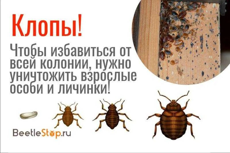 Как быстро размножаются клопы в квартире