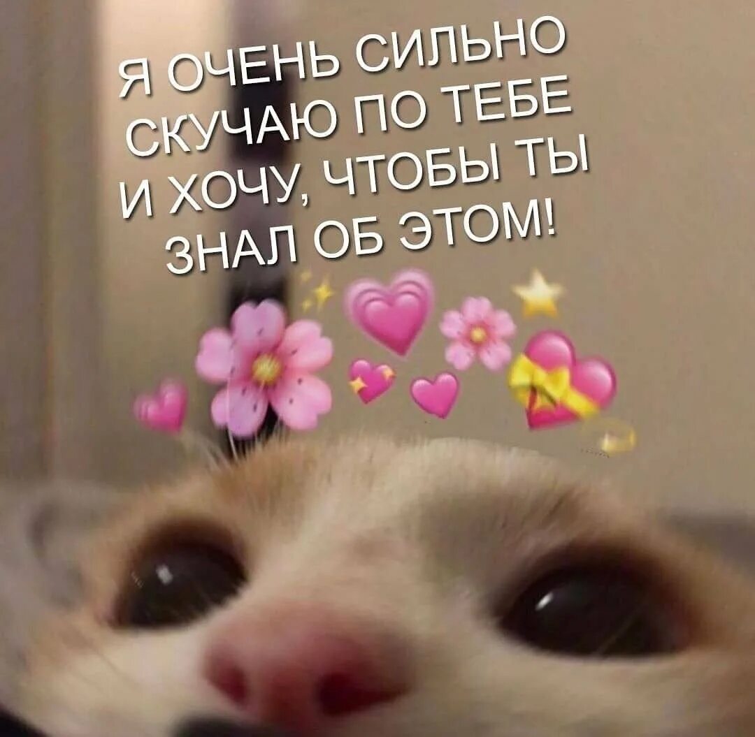 Котик с сердечком. Ты не один милый. Доброе утро скучаю. Милые мемы для девушки. Пикча люблю тебя с сердечками.