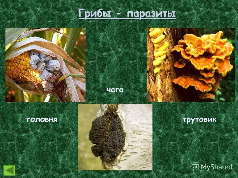 Какие грибы паразитические. Головня спорынья трутовик. головня трутовик. грибы-паразиты головня трутовики. головня спорынья фитофтора трутовик.