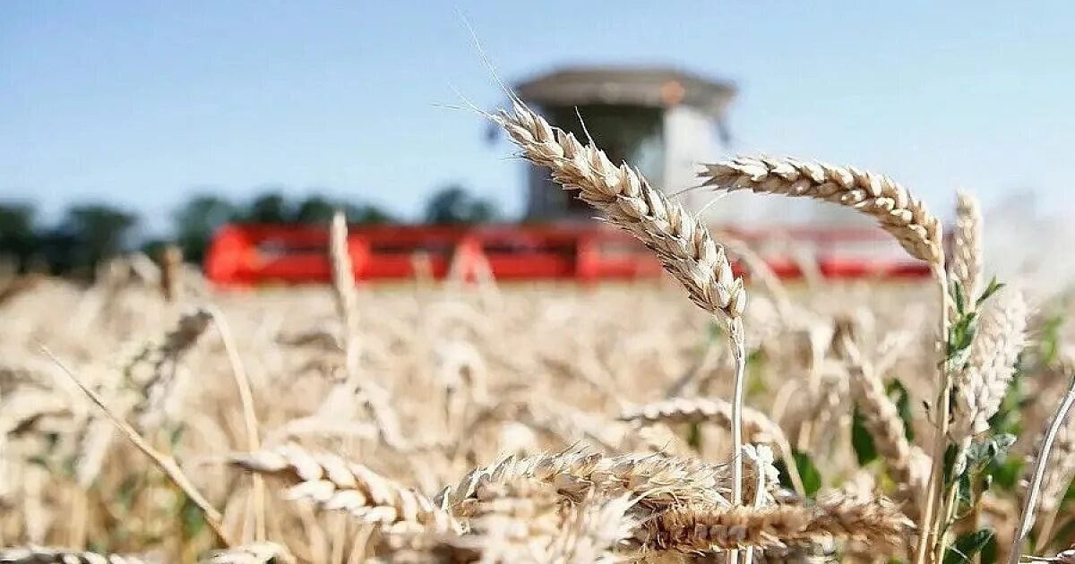 Сельское хозяйство краснодарского края. Житница Кубани. Урожай озимой пшеницы в Краснодарском крае. Зерновые колосовые культуры Ростовской области. Зерновые культуры Кубани.